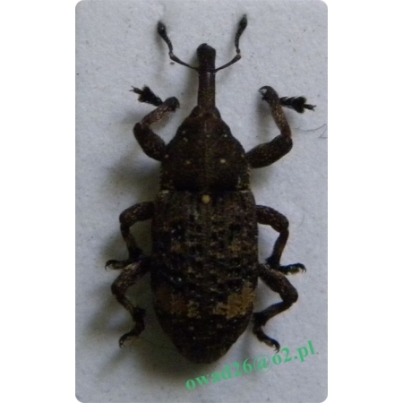 Pissodes piceae (Illiger, 1807) Smolik jodłowiec